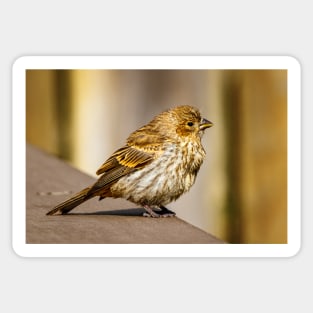 Finch Sitting on Wood Sticker